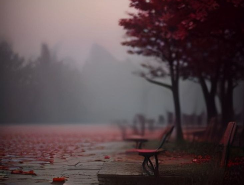 Single red rose with a few fallen petals on an empty wooden bench at dusk
