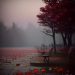 Single red rose with a few fallen petals on an empty wooden bench at dusk