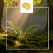 the clarity zone how alpha frequencies build focus, calm, and cognitive flow