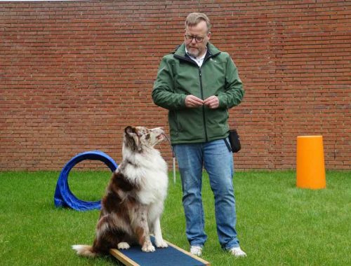 dog and cat behavior tips