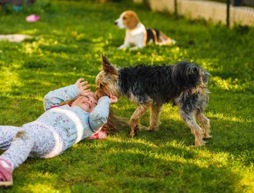 pet-friendly Prescott